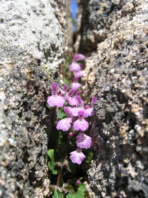 Stachys corsica / Betonica corsica